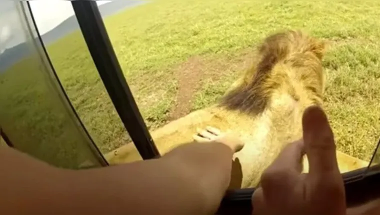 Imagem ilustrativa da notícia Vídeo: turista tenta tocar em leão e quase perde a mão