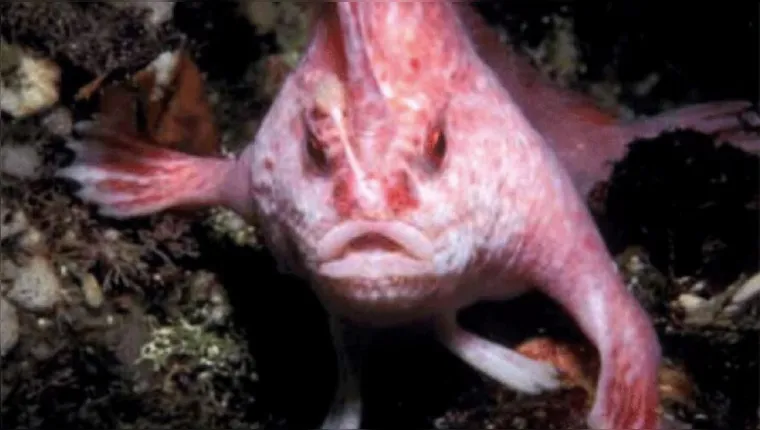 Imagem ilustrativa da notícia Vídeo: peixe "com mãos" é avistado após 22 anos na Tasmânia