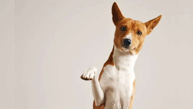 Imagem ilustrativa da notícia Vídeo: saiba o cachorro mais combina de acordo com seu signo