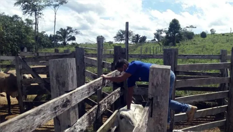 Imagem ilustrativa da notícia Alerta: gado deve ser vacinado até dia 31 no Pará