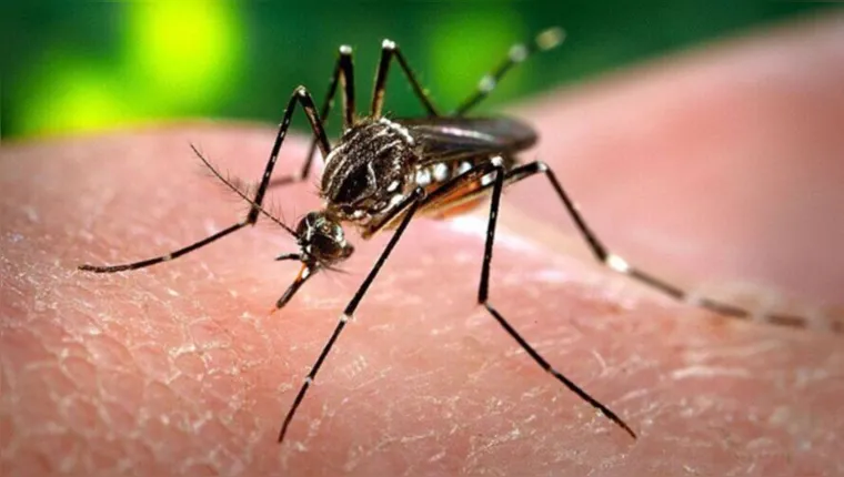 Imagem ilustrativa da notícia Período de chuva: cuidado redobrado para evitar a dengue