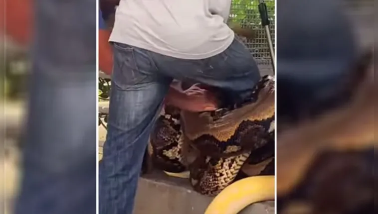 Imagem ilustrativa da notícia Vídeo: biólogo sofre ataque de pitons enquanto as alimentava