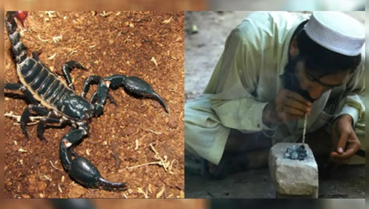 Imagem ilustrativa da notícia Paquistaneses estão fumando escorpião para ficar na "brisa"