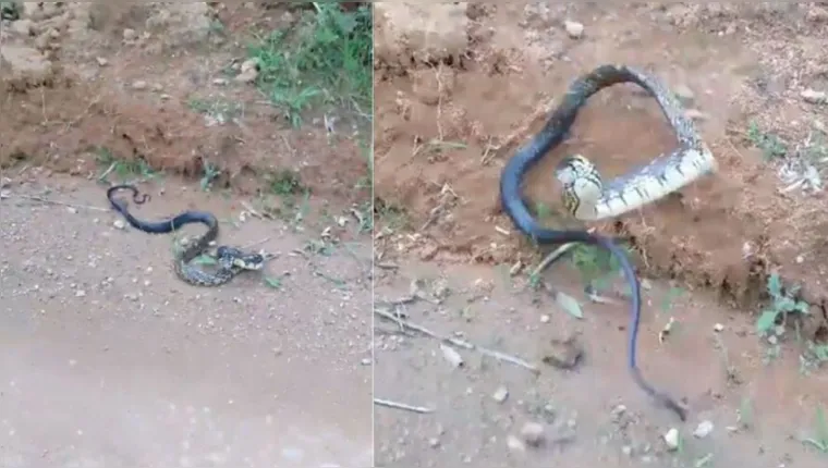 Imagem ilustrativa da notícia "Homem da cobra" quase é atacado por serpente; assista!