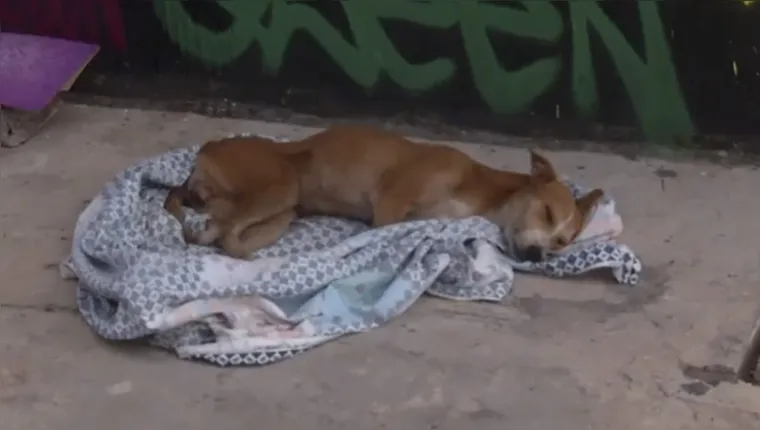 Imagem ilustrativa da notícia Vídeo:
cadelinha sem forças precisa de ajuda no Curió-Utinga