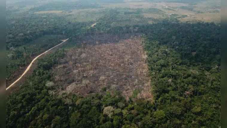 Imagem ilustrativa da notícia Desmatamento em unidades de conservação bate recorde