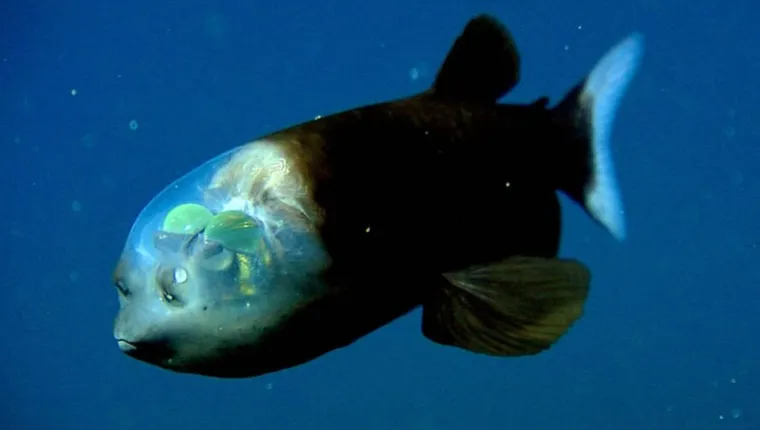 Imagem ilustrativa da notícia Vídeo: peixe "mais estranho do mundo" é avistado