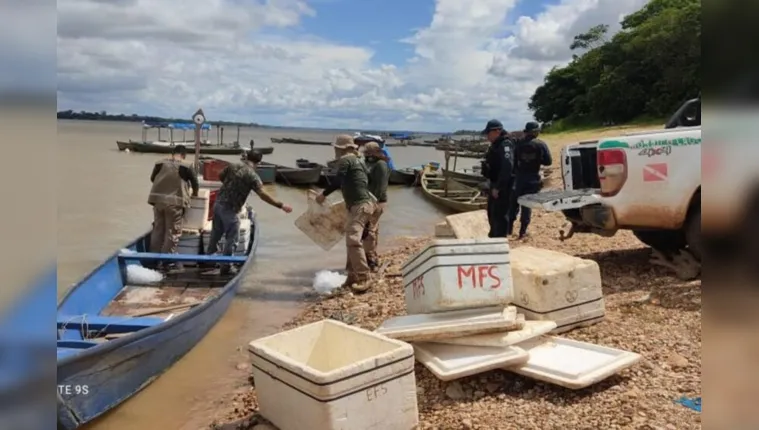 Imagem ilustrativa da notícia Operação apreende 15 toneladas de pescado ilegal