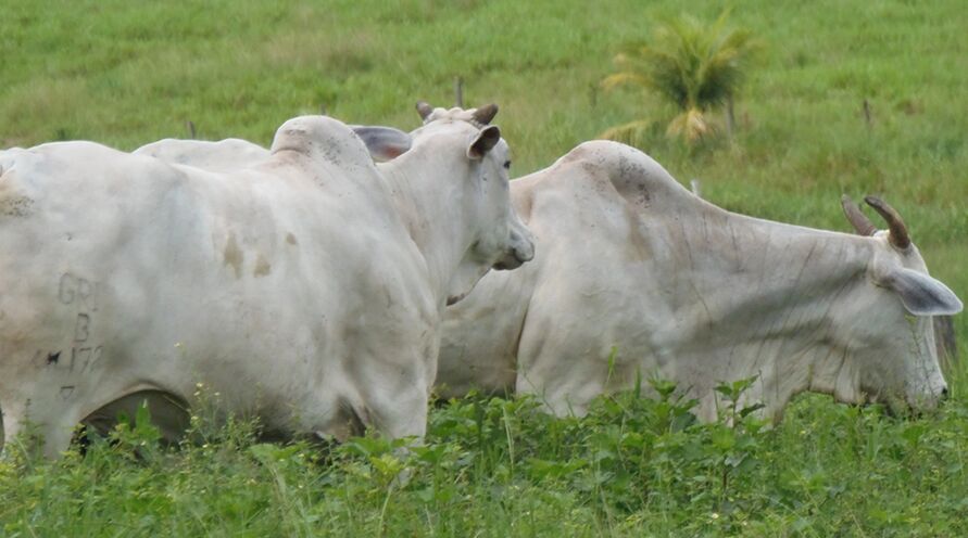 Criadores de gado da região de Carajás comemoram retorno das exportações