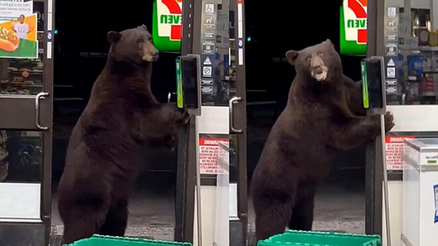 Imagem ilustrativa da notícia Vídeo: urso 'limpa' patas com álcool em gel ao invadir loja
