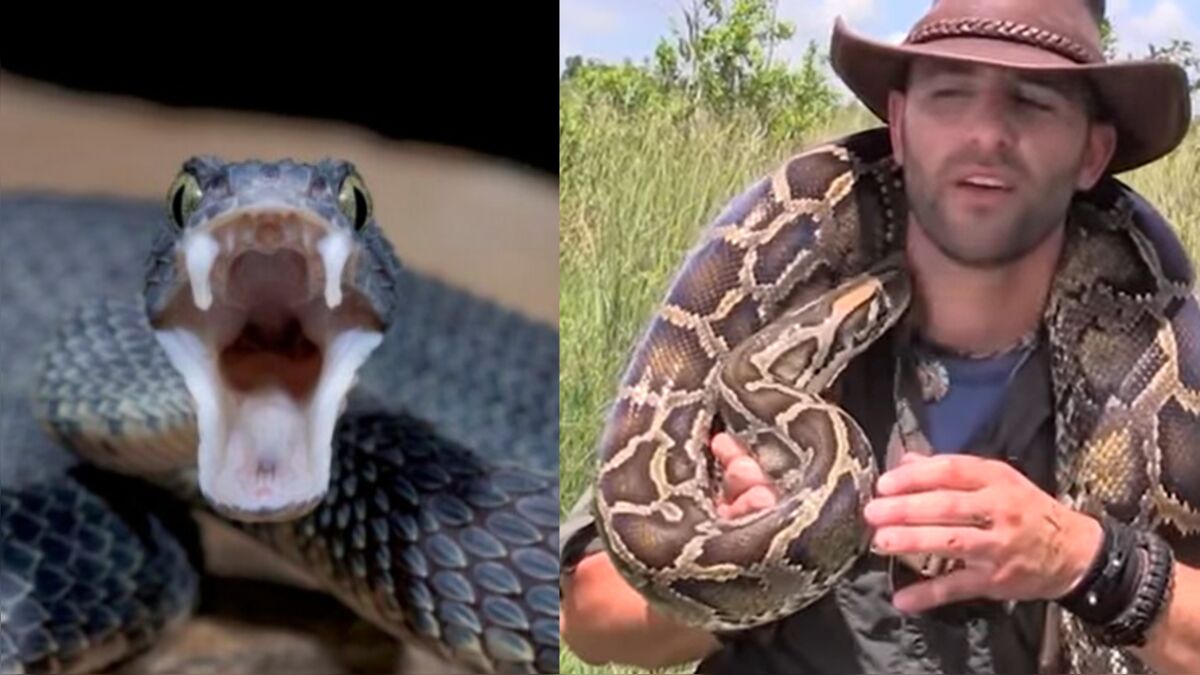 As cobras mais venenosas do Brasil