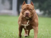 Um cachorro da raça pitbull teria sido morto em operação da PM