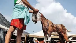 Sacrifício religioso de cabra em Andhra Pradesh