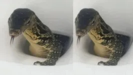 Ao usar o vaso sanitário, encontrou um enorme lagarto-monitor saindo da tubulação. 