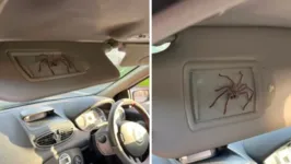 Animal vive em carro por um ano e já dobrou de tamanho