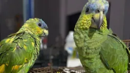 Foi encontrado cinco gaiolas com aves silvestres, sendo um Canário da Terra, três Curiós, um Trinca Ferro