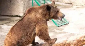 O urso do zoológico, que é conhecido como Zuzu não atacou a criança
