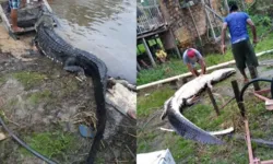 O animal foi morto no sábado.