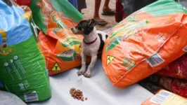 Entrega das doações para abrigos e animais em situação de vulnerabilidade
