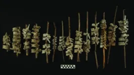 Exemplos de vértebras em gravetos, encontrados no Vale de Chincha, no Peru