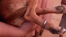 Cãozinho estava com o cadeado em uma das patas traseiras