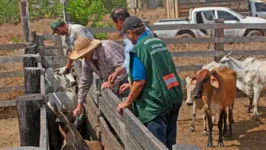 A vacinação do rebanho paraense é fundamental para que o estado alcance o status de área livre sem vacinação