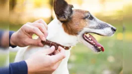 A coleira é fundamental para manter o controle do animal durante os passeios