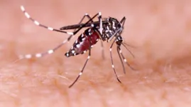 A dengue ocorre quando o mosquito Aedes aegypti transmite a doença por meio de sua picada, de uma pessoa infectada para outra não infectada