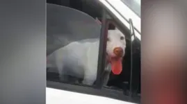 Câmeras de segurança e testemunhas filmaram o momento em que o cachorro motorista desengata a ré e tumultua o tráfego