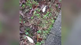 Imagem ilustrativa da notícia Peixes caindo do céu assusta moradores de cidade nos EUA