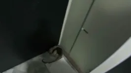 O tamanduá foi encontrado em um dos quartos de um motel no Pará.