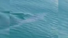Imagem ilustrativa da notícia Vídeo: tubarão 'mais rápido do mundo' aparece em praia de SP