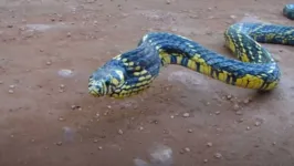 A serpente, conhecida como uma das mais rápidas do Brasil foi filmada dando um bote após ser capturada e submetida ao estresse.