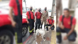 O cachorro foi resgatado pela equipe do Corpo de Bombeiros.