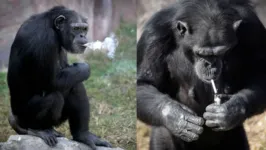 A chimpanzé foi alvo de uma campanha contra os maus tratos
