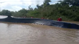 A baleia está encalhada no município de Chaves, no Marajó.