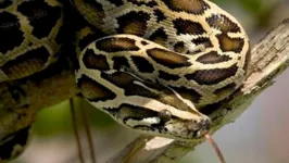 Cobra causou o apagão no sudeste do Pará