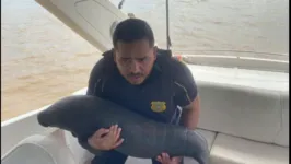  Com aproximadamente 115cm,  assim que ela foi encontrada os ribeirinhos ligaram para os ficais da secretaria de meio ambiente, em Santarém, Oeste.