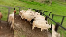 O rebanho foi apreendido em uma fazenda a 20 km do Distrito de Taboca 