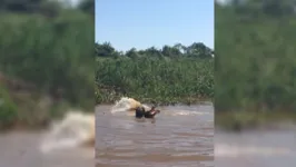 O embate entre felino e réptil teve plateia e até zoeira na internet