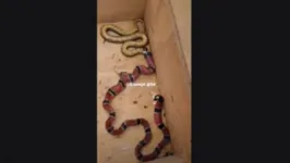 Cobra coral vomita outra cobra que havia acabado de engolir