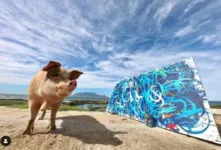 Pigcasso ao lado de sua tela de 20 mil libras