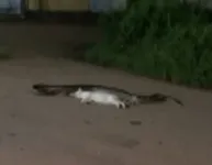 Imagem ilustrativa da notícia Vídeo mostra anaconda engolindo gato no meio da rua
