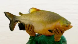 Imagem ilustrativa da notícia Tambaqui é 2º peixe mais produzido no Brasil e atrai mercado
