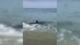 O tubarão foi visto nas  praias de Itaúna e da Vila, em Saquarema. 
