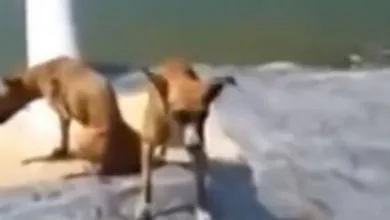Imagem ilustrativa da notícia Vídeo doentio mostra cães jogados vivos para crocodilos