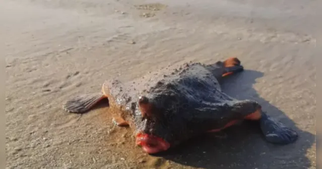 Imagem ilustrativa da notícia 'Peixe-morcego' surge na praia e assusta banhistas em SP