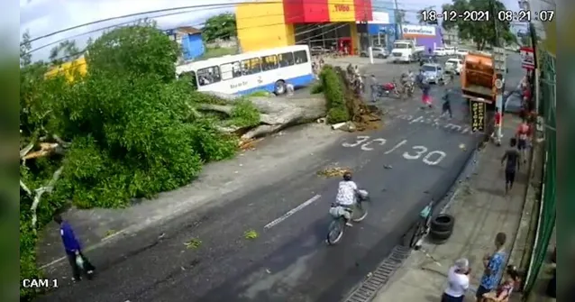 Imagem ilustrativa da notícia Vídeo: Árvore cai e por pouco não atinge ônibus em Mosqueiro