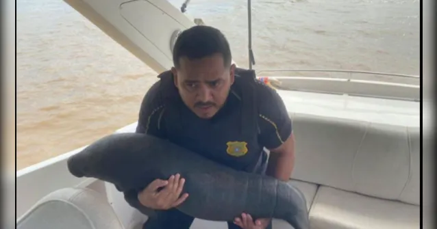 Imagem ilustrativa da notícia Após ficar órfã de mãe, peixe-boi é salva por ribeirinhos