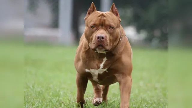 Imagem ilustrativa da notícia PM apura morte de pitbull que teria ocorrido em operação